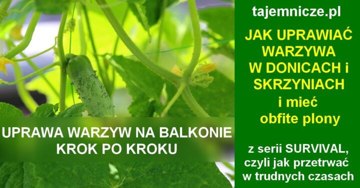 tajemnicze.pl-uprawa-warzyw-na-balkonie-w-doniczach-skrzyniach